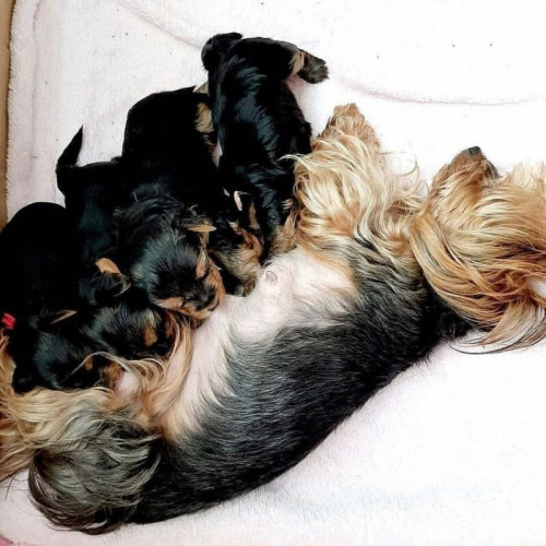 We have bunch of yorkie breed dog , if you are interested in Yorkie puppies for adoption then a great deal is waiting for you online. you can easily carry a yorkie in pet carry box. 

Web - https://goldlineyorkiepuppies.com/yorkie-puppies-for-sale/