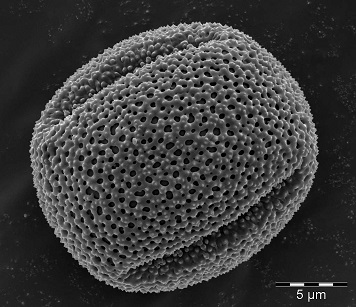 Aizoaceae-pollen.jpg