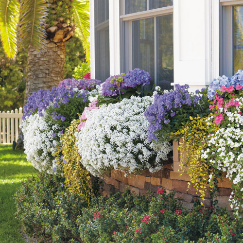 Alyssums also known as snow princes are wonderful and its fragrance appeals to everyone. It looks like snow and if you give it a space in your room, it will increase a positive aura. https://www.gardengatemagazine.com/newsletter/2012/01/10/alyssum/