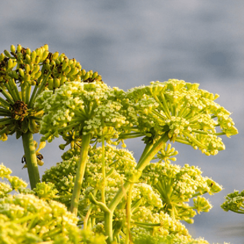 Asafoetida is an Indicated natural remedy for the spasmodic contraction of the esophagus and abdomen with reversed peristalsis in Natural Remedies for Achalasia Cardia... https://www.naturalherbsclinic.com/blog/natural-remedies-for-achalasia/