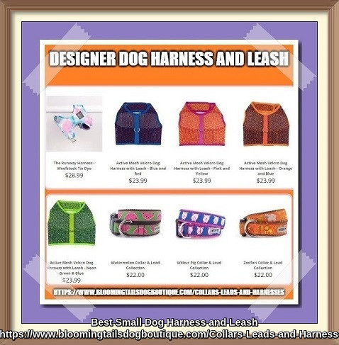 Best-Small-Dog-Harness-and-Leashbloomingtailsdogboutique.com.jpg