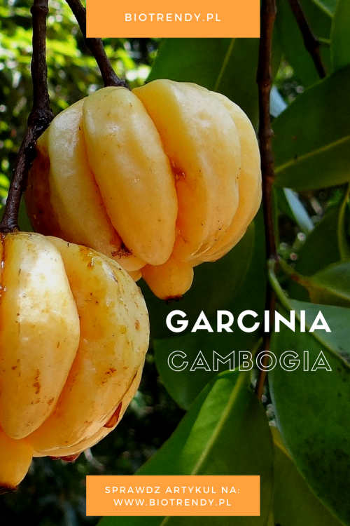 BioTrendy---Garcinia-cambogia.png