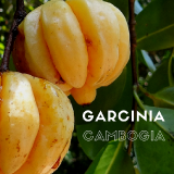 BioTrendy---Garcinia-cambogia