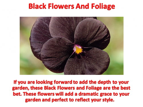 Black-Flowers-And-Foliage.png