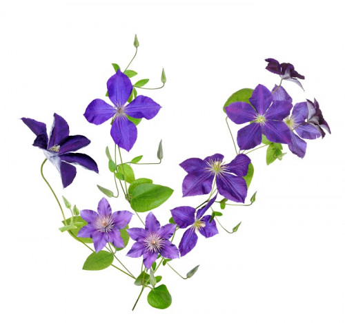 Clematis is one of the effectual Natural Remedies for Hydrocele. People in the necessity of Natural home remedy Clematis do experience bruised discomfort in the scrotum as well as testes... http://naturalherbsclinic.eklablog.com/try-out-natural-remedies-for-hydrocele-to-get-rid-of-it-a199513832