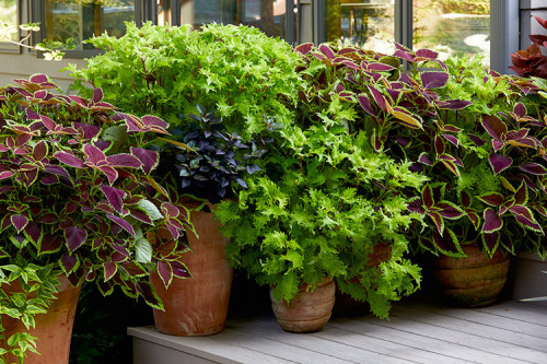 If you intend to grow the best coleus plant, find out the tips at the Garden Gate Magazine. You will also learn how to root these plants in the water and see the different types of coleus in your garden. https://www.gardengatemagazine.com/articles/how-to/divide/how-to-grow-coleus-from-cuttings/