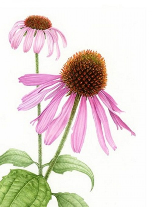 Echinacea is a genus of flowering plants in the daisy family and a general element in Natural Remedies for Polycythemia Vera. Promoters of Echinacea trust that the supplement increases the immune system and can decrease the signs and symptoms of the disease and other infections... https://s8yui.weblium.site/herbs/polycythemia-vera-natural-remedies