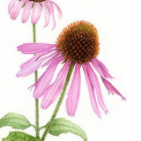 Echinacea