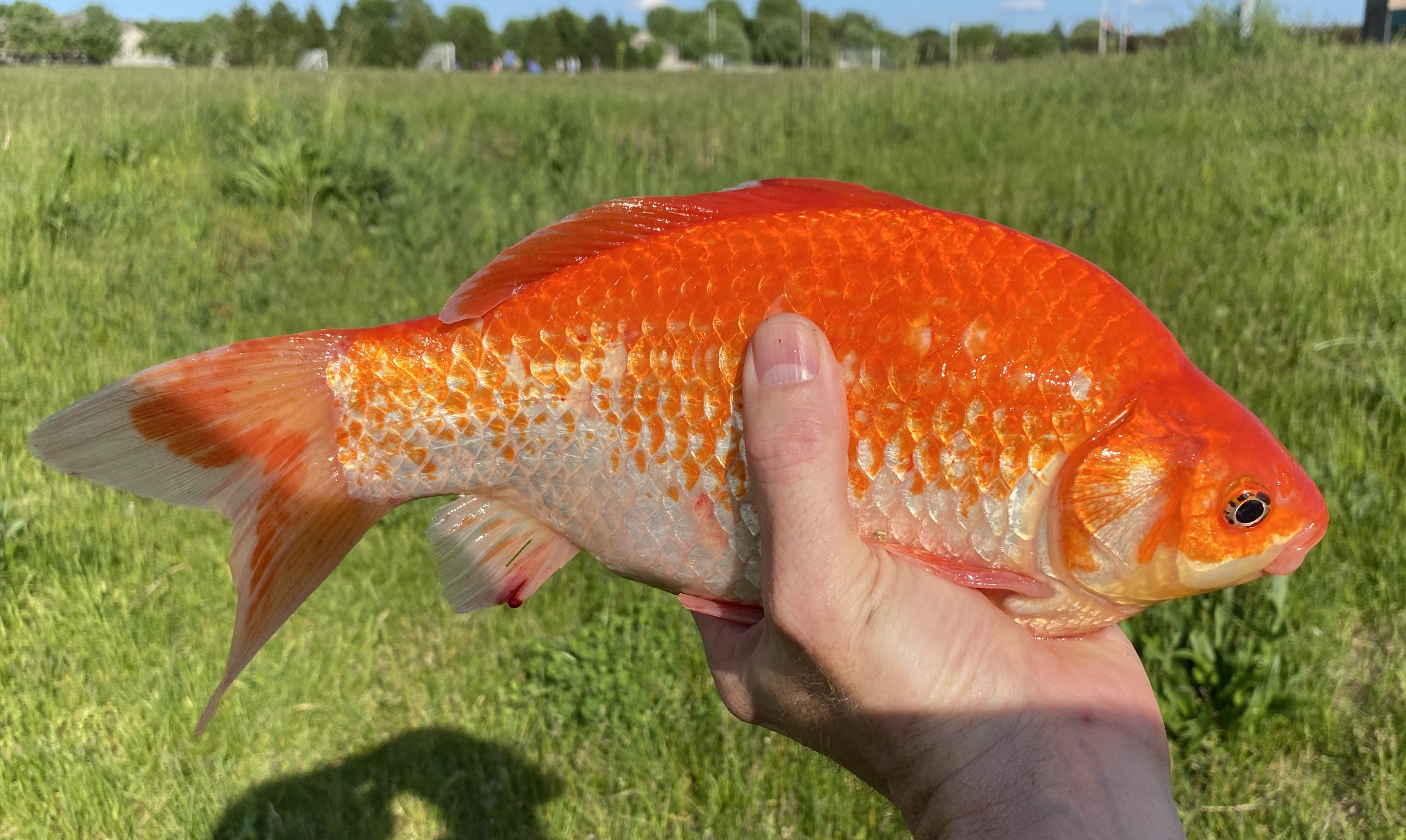 Spring Shad run and a Surprise! - U.S.A. - North & East Regions -  OzarkAnglers.Com Forum