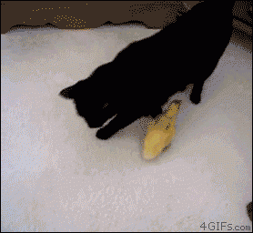 GATTO kitten