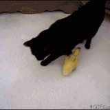 GATTO-kitten