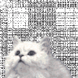 GATTO_GIFo0_2