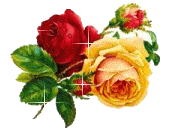 GIALLO ROSSO branche roses