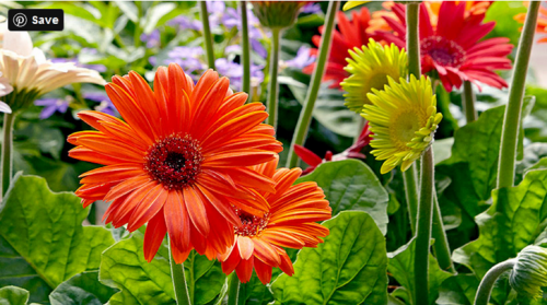 As speculated Garbera blooms only one once, but if you follow the advice while growing, you will find not only they are growing better this season but you can save the seeds for the next year too. https://www.gardengatemagazine.com/articles/how-to/start-seeds/how-to-grow-better-gerbera-daisies