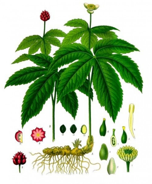 Certain herbs can also help in Natural Treatment for Achalasia. Goldenseal is one of the significant Natural Remedies for Achalasia that can treat hernia and other infections like esophageal stricture... http://naturalherbsclinic.mystrikingly.com/blog/natural-remedies-for-achalasia