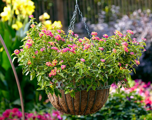 If you want to have Hanging Baskets for your plants, and not to able to understand which one to buy, this shopping guide at your Garden Gate magazine will help you in buying the right one.s https://www.gardengatemagazine.com/articles/containers/all/which-hanging-basket-liner-is-best-for-you