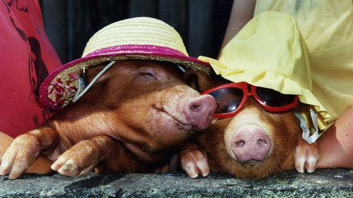 Happy-Piggies.jpg