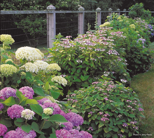 Bigleaf  Hydrangeas are not only are easy to grow but also give an elite look. They grow in moist, humid, and well-drained soil in the full sun especially during hot summers with a bit of moisture. https://www.gardengatemagazine.com/articles/flowers-plants/plant-guide/how-to-care-for-your-bigleaf-hydrangeas/