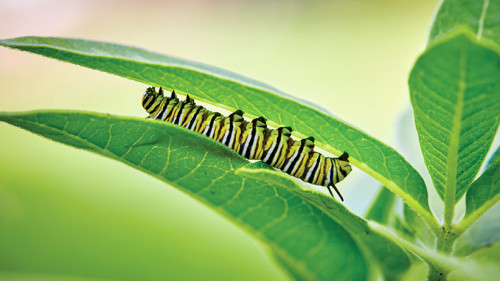 Milkweed-Plant.jpg