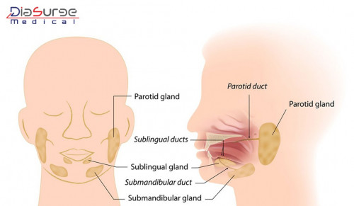 Parotidectomy is a surgical method of removing the largest salivary gland. This surgery helps in removing the growth of abnormal cells which is called tumors. Minimally invasive surgical instruments are used for performing this surgery.