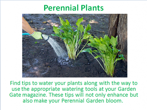 Find tips to water your plants along with the way to use the appropriate watering tools at your Garden Gate magazine. These tips will not only enhance but also make your Perennial Garden bloom. https://www.gardengatemagazine.com/articles/how-to/water-feed/how-to-water-perennial-plants/