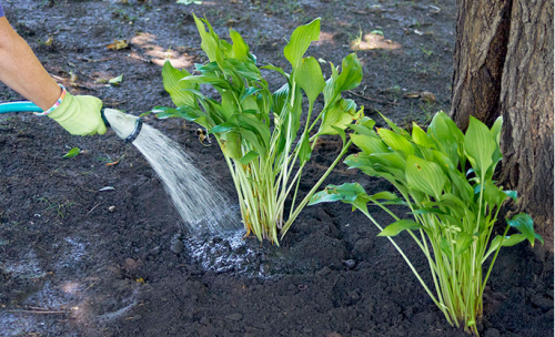 Find tips to water your plants along with the way to use the appropriate watering tools at your Garden Gate magazine. These tips will not only enhance but also make your Perennial Garden bloom. https://www.gardengatemagazine.com/articles/how-to/water-feed/how-to-water-perennial-plants/