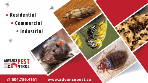 Pest-Control-Langley341140a0c4e6a4fe.jpg