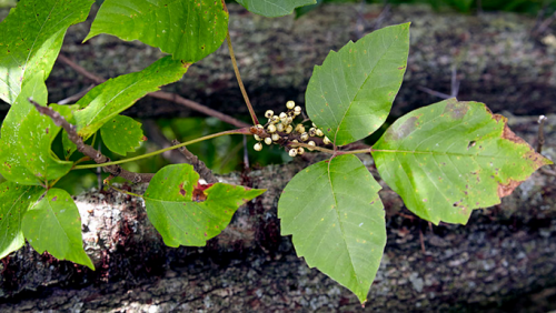 Get rid of Poison ivy Plant in your garden, with the tips at Garden Gate magazine. These are easy to follow tips that will help you locate these plants. They grow in wooded, moist, and wet areas. https://www.gardengatemagazine.com/articles/how-to/deal-with-pests/poison-ivy-lookalikes/