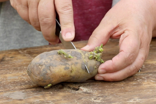 Instead of buying from the market, why don’t you grow Potato Plants at your home and get fresh potatoes? Find the simple ways to plant potatoes at Garden Gate and get the best yield for your kitchen. https://www.gardengatemagazine.com/articles/vegetables/edible-plant-guide/how-to-grow-potatoes-you-can-harvest-from-summer-to-fall/