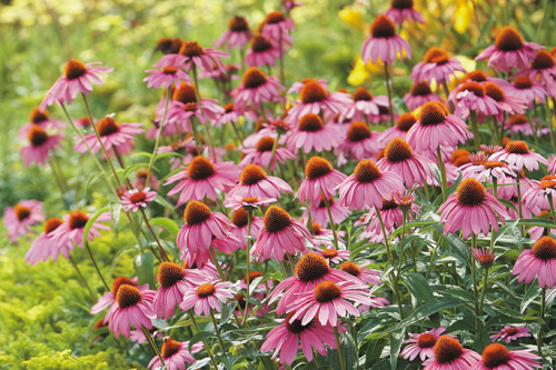 Make a space in your garden with these cool varieties but traditional in look Purple Coneflowers. These are not in fashion right now but they still have their grace and look lovely. https://www.gardengatemagazine.com/articles/flowers-plants/plant-guide/coneflower-growing-guide