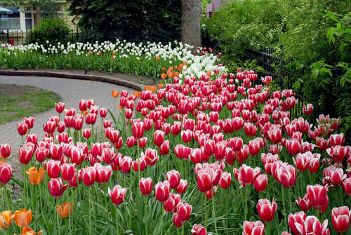 Red flowers