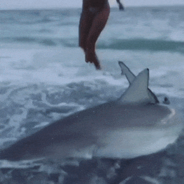 SJ7YF.gif