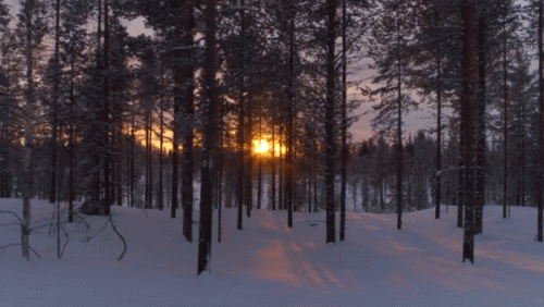 stock video aerial close golden sun shining trough pine trees covered snow