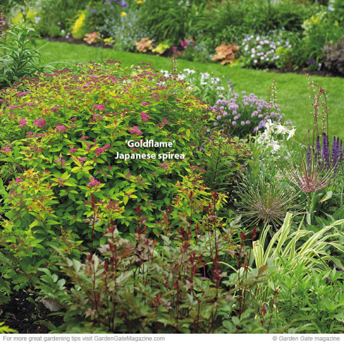 If you have spirea in your garden, you might find it difficult to trim it, but there are many ways to do the same. Seek the tips from the Garden Gate and see the difference it makes. https://www.gardengatemagazine.com/newsletter/2013/05/14/pruning-spirea/