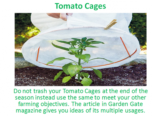 Do not trash your Tomato Cages at the end of the season instead use the same to meet your other farming objectives. The article in Garden Gate magazine gives you ideas of its multiple usages.https://www.gardengatemagazine.com/articles/how-to/all/4-ways-to-repurpose-tomato-cages/