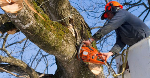 Tree-Removal.jpg