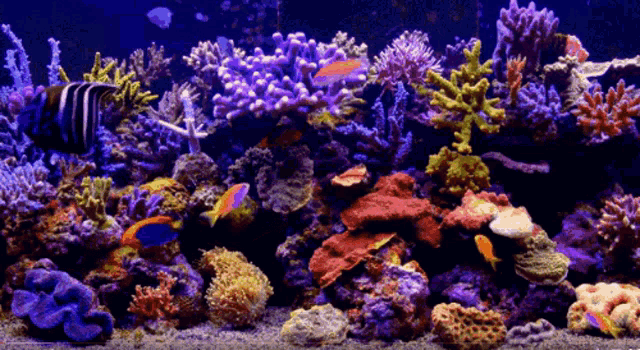 acquario aquarium
