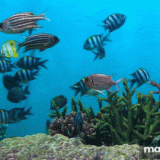 acquario1