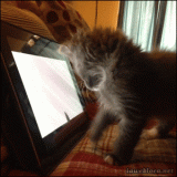 cat2