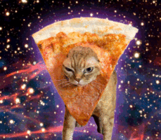 catpizza.gif