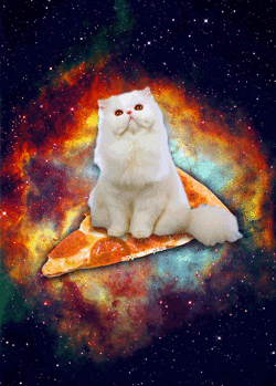 catpizza6.gif