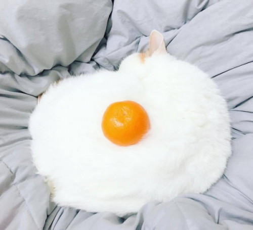 cats-cosplaying-as-food.jpg