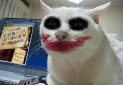 clowncat3.jpg