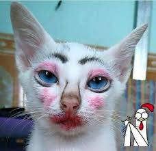 clowncat4.jpg