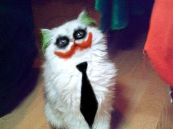 clowncat5.jpg