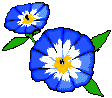 fiori113blu