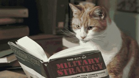 gatto image