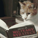 gatto-image