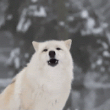 tumblr 892ff39cfe18a28898a217461d1b0d06 86cd4ef6 500 - Gifyu