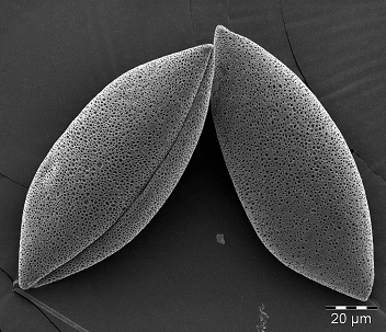 hyacinthaceae-pollen.jpg